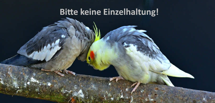 pixabay_jggrz_wildlife-no_singlebird.png pixabay_jggrz_wildlife-no_singlebird.png