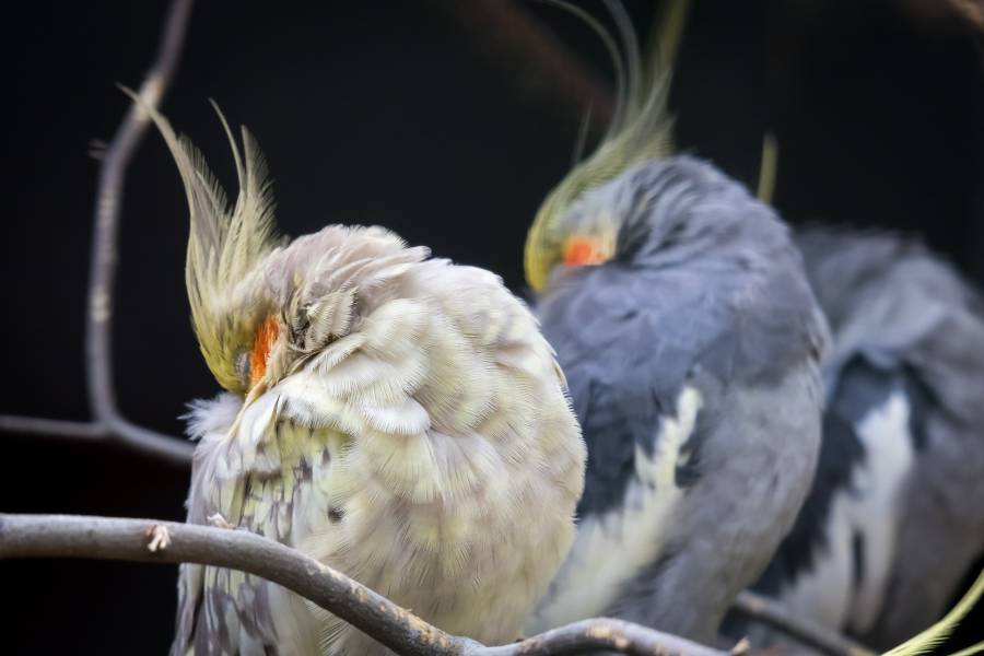 pixabay_digeman_cockatiel-gd4e6ad43f_1920.jpg pixabay_digeman_cockatiel-gd4e6ad43f_1920.jpg