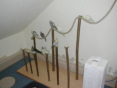 jana_pfahlsitzer_4.jpg jana_pfahlsitzer_4.jpg