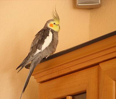 knusel_schrankwand_11.jpg knusel_schrankwand_11.jpg