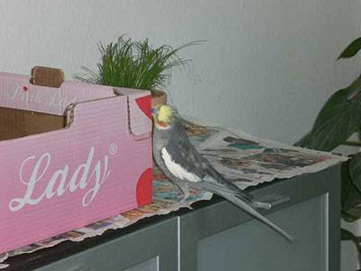 ladychaos_wuehlkiste_06.jpg