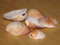 material_muscheln.jpg