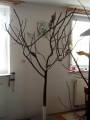 natsge_vogelbaum_0.jpg