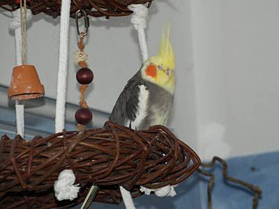 shanti_weidenkranzpyramide_1.jpg shanti_weidenkranzpyramide_1.jpg
