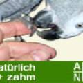agnb_ruegengeier.jpg