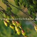 broomcorn2.jpg