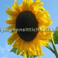 sonnenblume.jpg