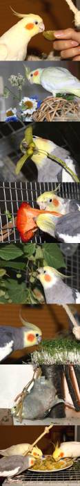 futterbalken3.jpg futterbalken3.jpg