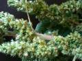 amaranth5.jpg