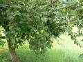 apfel3.jpg
