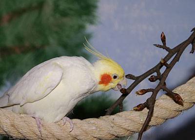 birne5.jpg