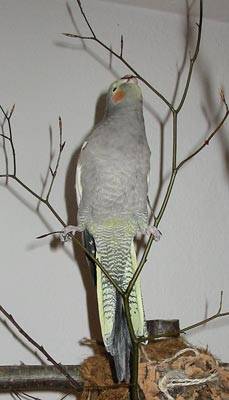 buche3.jpg