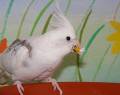 gaensebluemchen8.jpg