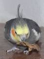 hainbuche5.jpg