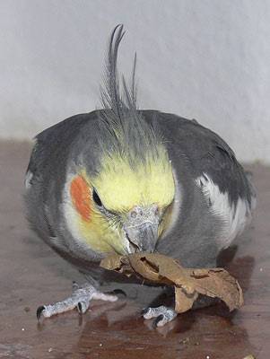 hainbuche5.jpg