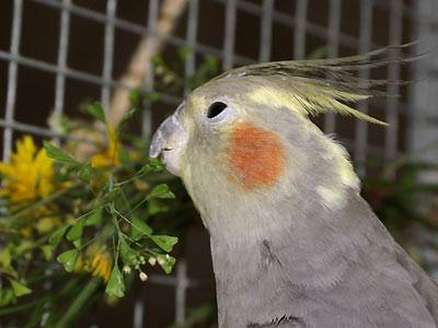 hirtentaeschel1.jpg