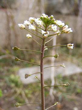 hirtentaeschel6.jpg