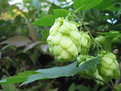 hopfen_1.jpg hopfen_1.jpg