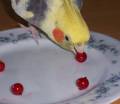 johannisbeere_6.jpg