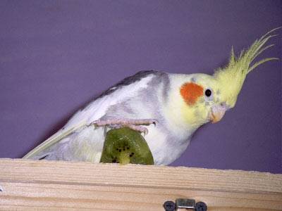 kiwi3.jpg