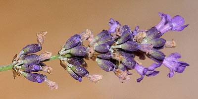 lavendel_4.jpg