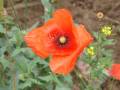 mohn1.jpg