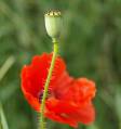 mohn_6.jpg