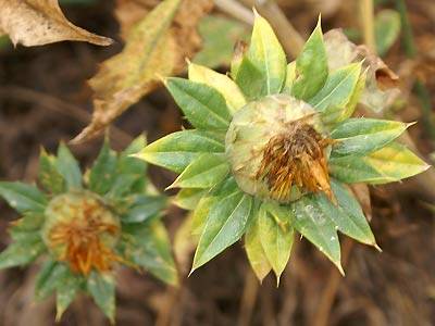 faerberdistel1.jpg