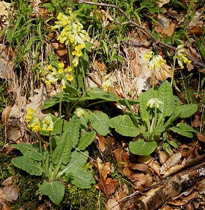 schluesselblume_3.jpg