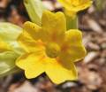 schluesselblume_4.jpg