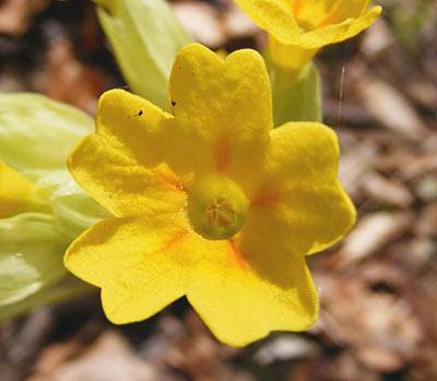schluesselblume_4.jpg