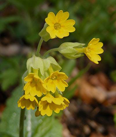 schluesselblume_t.jpg