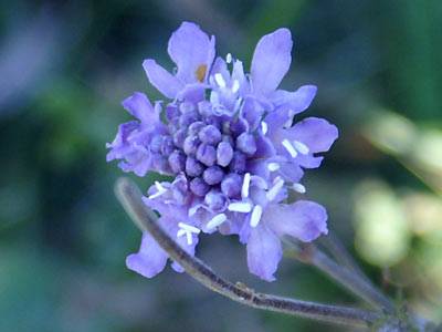 witwenblume_2.jpg