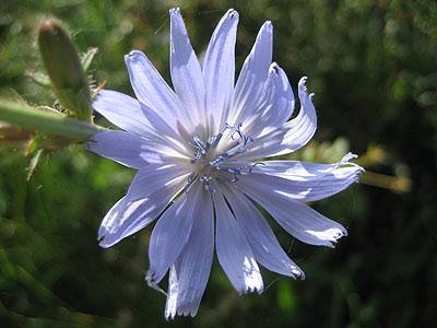 witwenblume_3.jpg