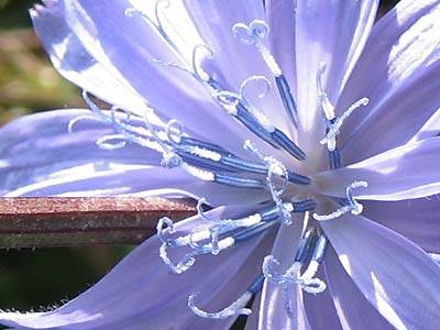 witwenblume_4.jpg