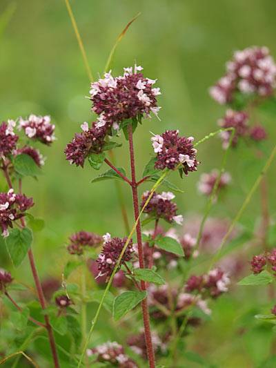 oregano_2.jpg