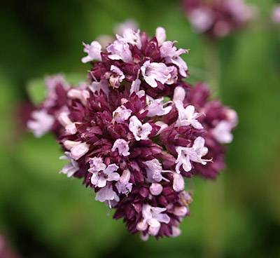 oregano_4.jpg
