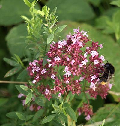 oregano_5.jpg