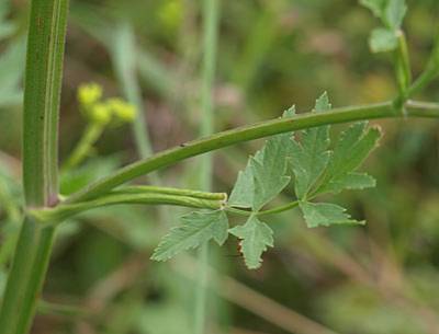pastinake_3.jpg