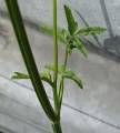 pastinake_4.jpg