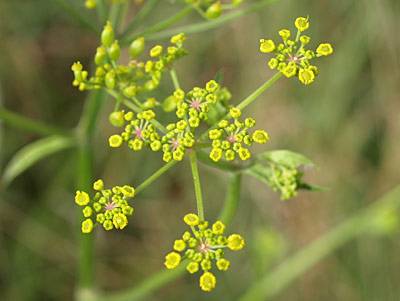 pastinake_5.jpg