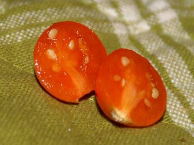 physalis5.jpg