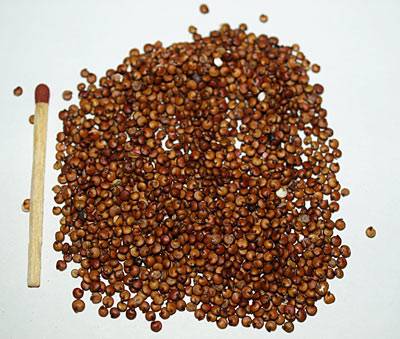quinoa_1.jpg