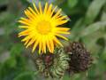 ringelblume1.jpg