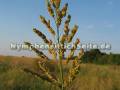 sorghum3.jpg