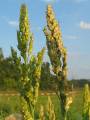 sorghum4.jpg