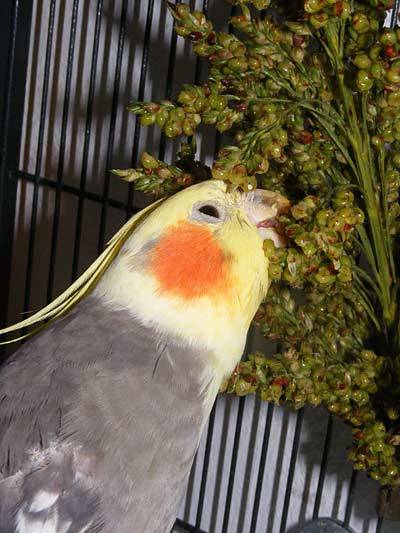 sorghum_6.jpg