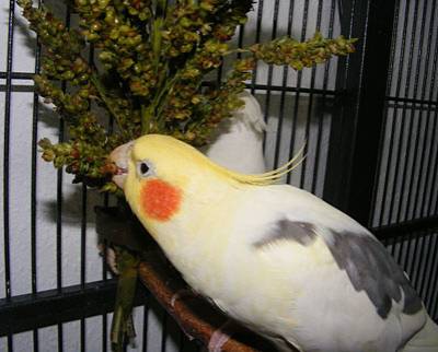 sorghum_8.jpg