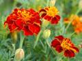 tagetes1.jpg