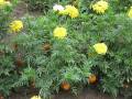 tagetes_2.jpg